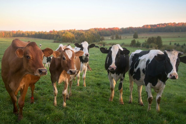 Cattle Cow Buffalo Pet Shop Port Blair Andaman