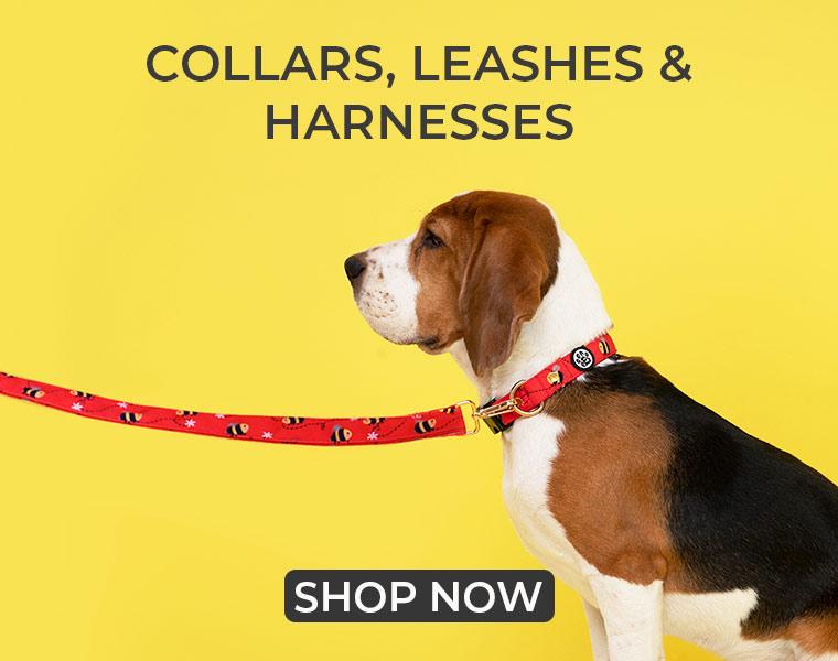 Collar Leash Dog